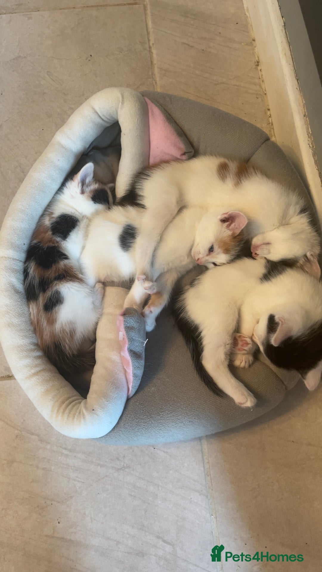 Mixed Breed cats for sale: Kittens for sale - Image 2