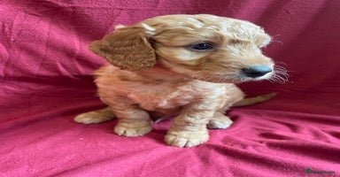 Mini Goldendoodle dogs Golden doodle puppies   - Advert 14