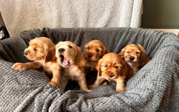 Cocker Spaniel dogs for sale: Golden English Show Cocker Spaniel puppies - Image 34