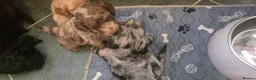 Cockapoo dogs for sale: Cockapoo Puppies  - Advert 9