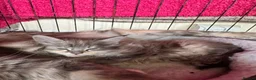 Maine Coon cats for sale: Female Mainecoon  - Advert 4