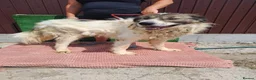 Mixed Breed dogs for adoption: 🐶Meet haiduc, one big fluffball 😍 - Advert 8