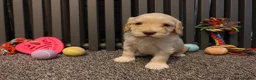 Cockapoo dogs for sale: Cockapoo puppies Doncaster - Advert 2