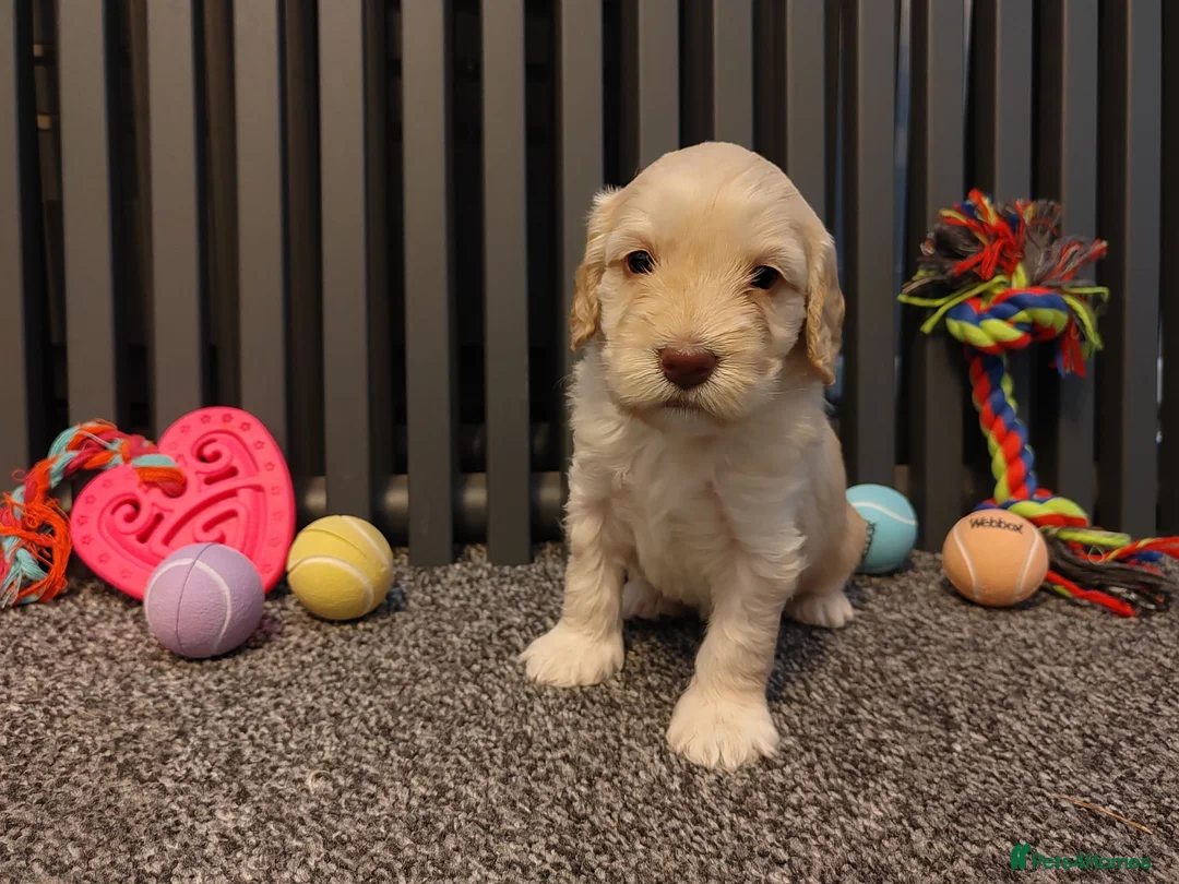 Cockapoo dogs for sale: Cockapoo puppies Doncaster - Advert 2