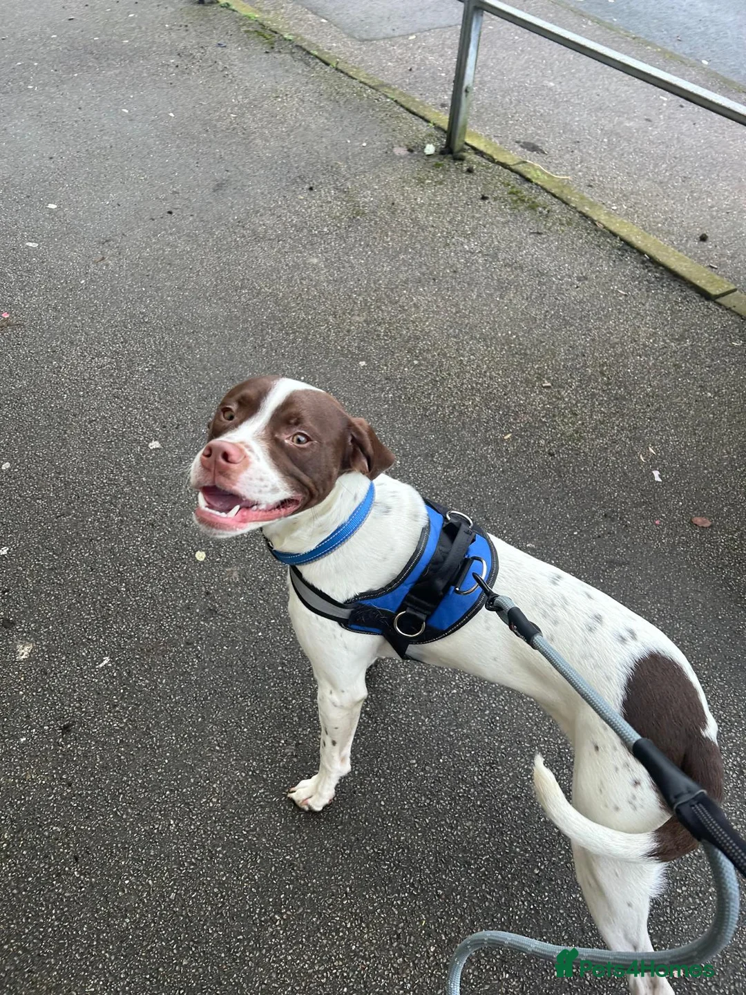 Mixed Breed dogs for sale: Springer Staff - Advert 2