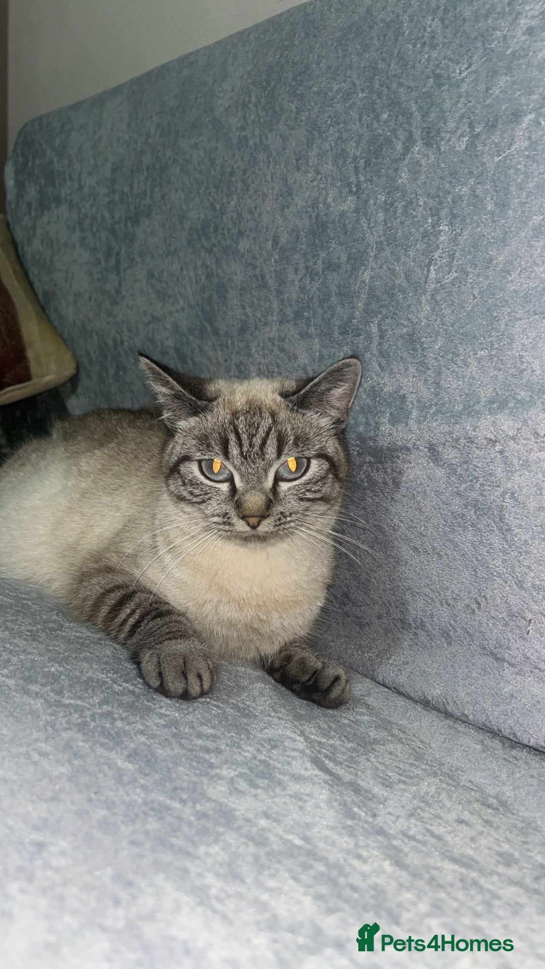 Mixed Breed cats for sale: Mixed breed female cat (British shorthair/ tabby  - Advert 5