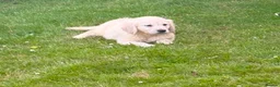 Golden Retriever dogs for sale: GOLDEN RETREIVER PUPPIES - Advert 3