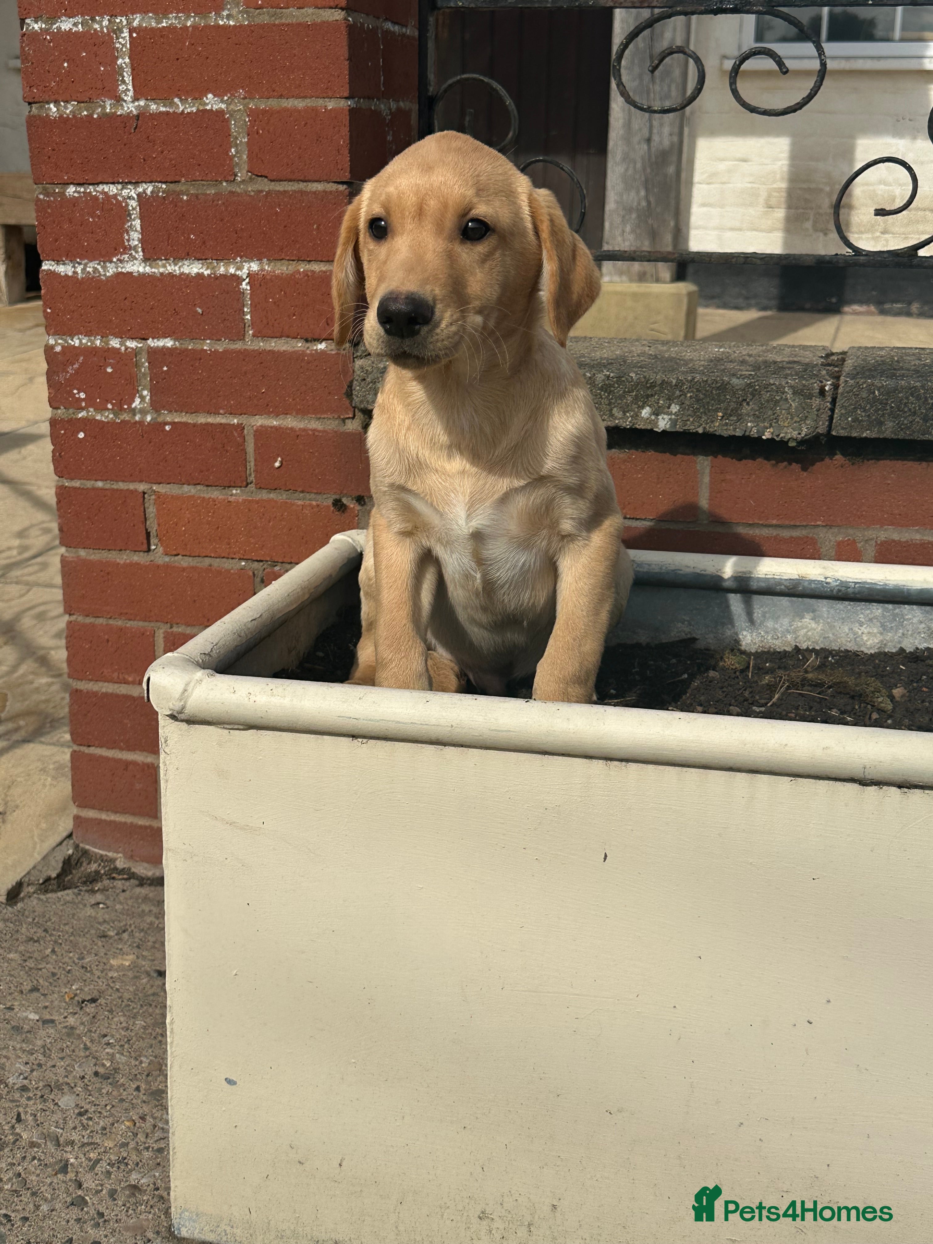 Labrador Retriever dogs OUTSTANDING LITTER OF BLACK & YELLOW PUPPIES - Advert 2