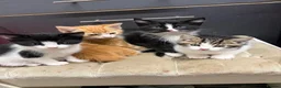 Maine Coon cats for sale: Maine coon cross kittens - Advert 7