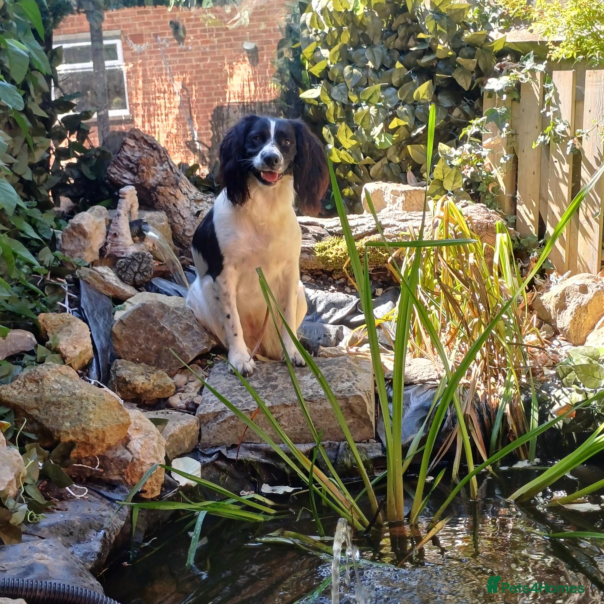 English Springer Spaniel dogs Orio and her puppies 🐶  - Advert 5