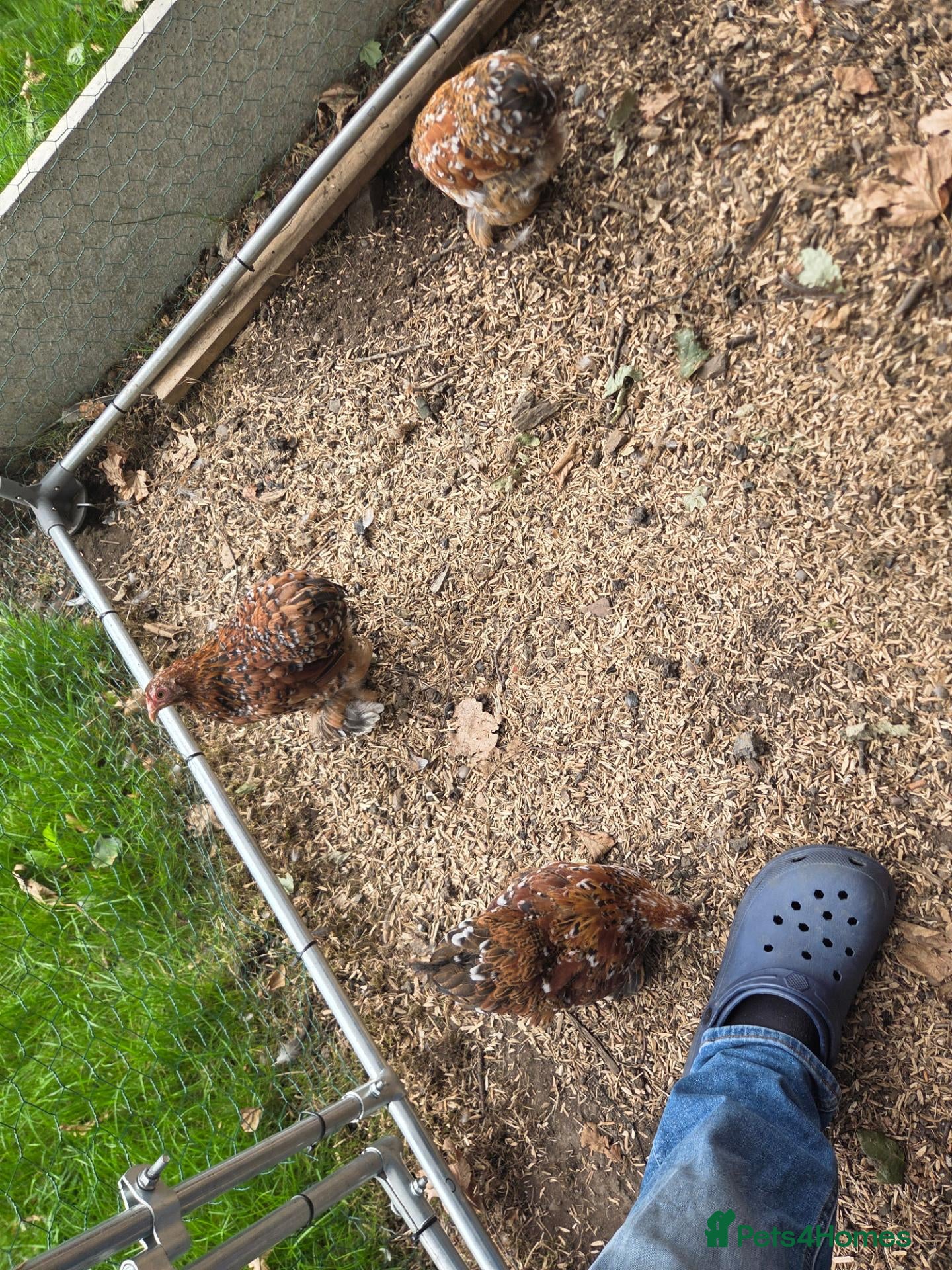 Chickens poultry X4 Millifluer Pekins - Advert 6