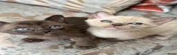 Burmese cats for sale: Gorgeous brown boy left - Advert 5