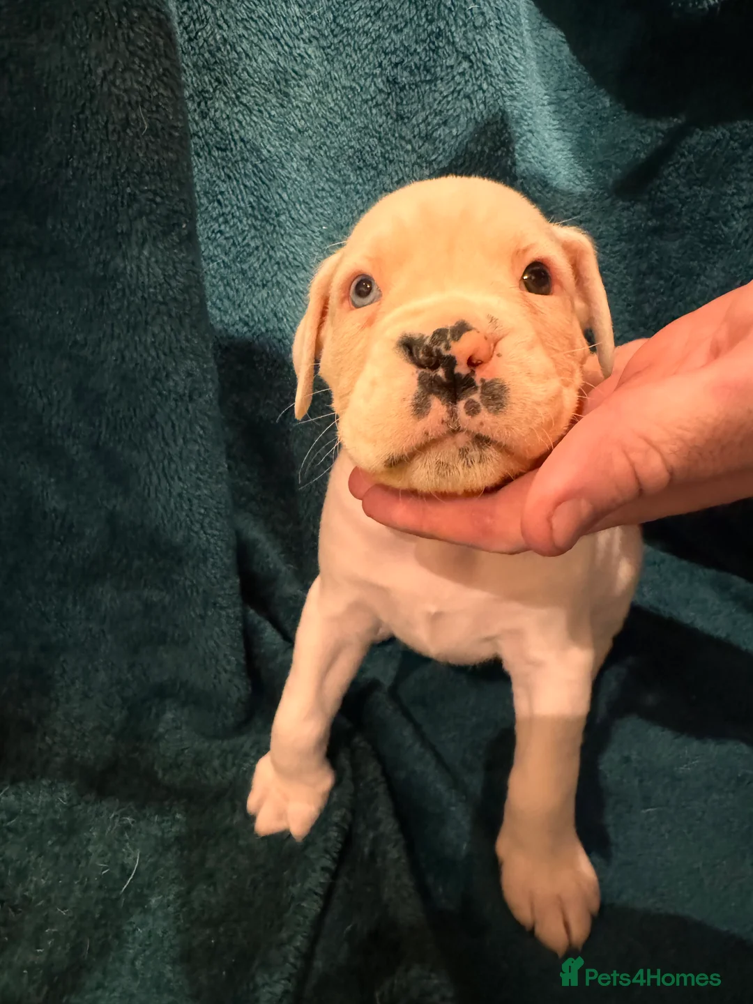 Boxer dogs for sale: Boxer puppies - Advert 19