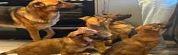 German Shepherd dogs for sale: 12 week old German shepherd puppies in Crook - Advert 10