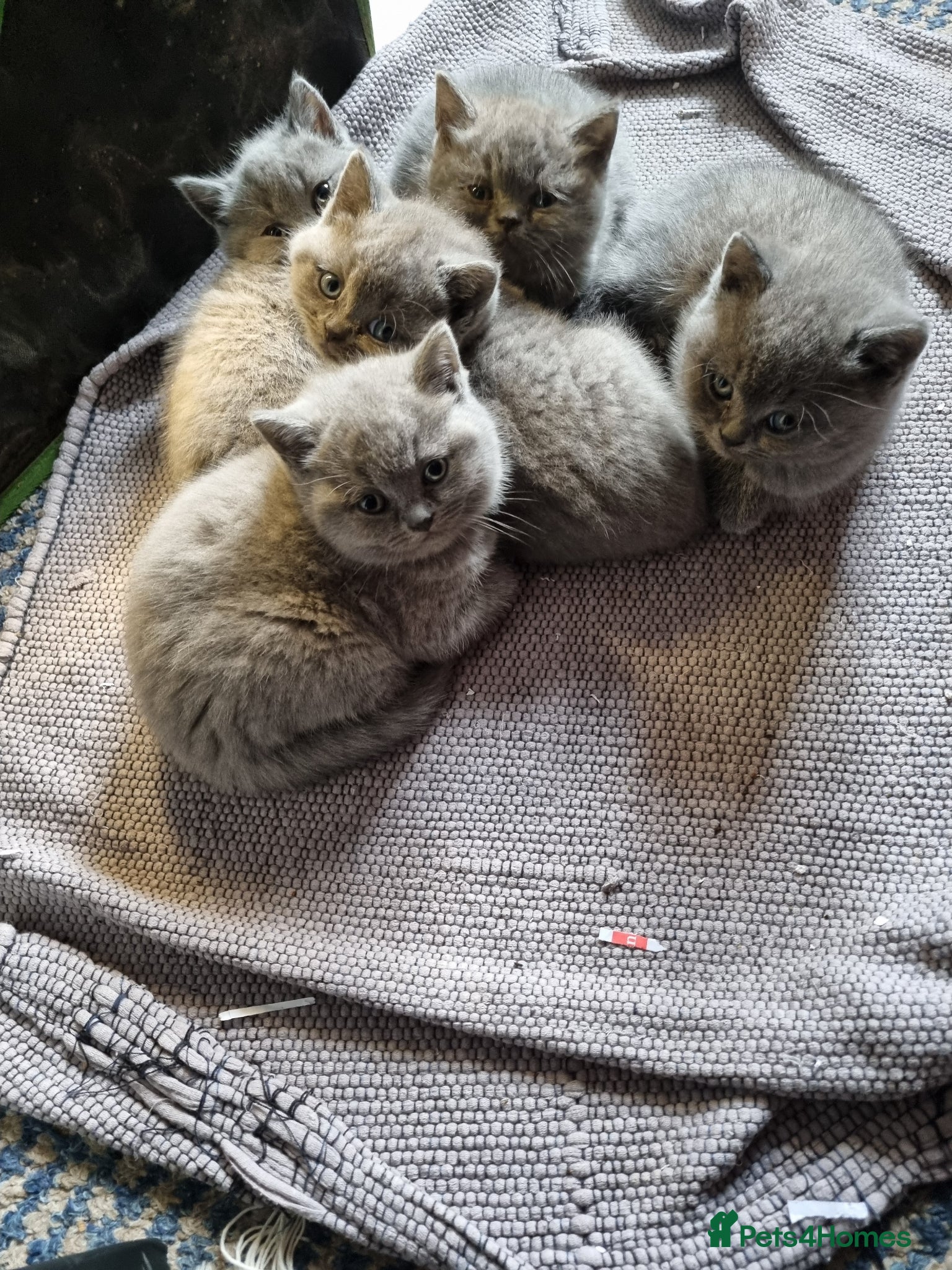 British Shorthair cats British Shorthair Kittens for sale  - Advert 4