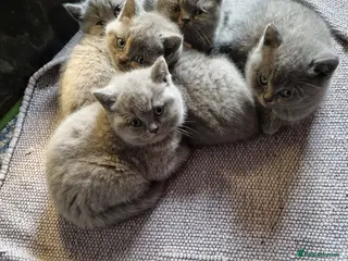 British Shorthair cats British Shorthair Kittens for sale - Advert 4