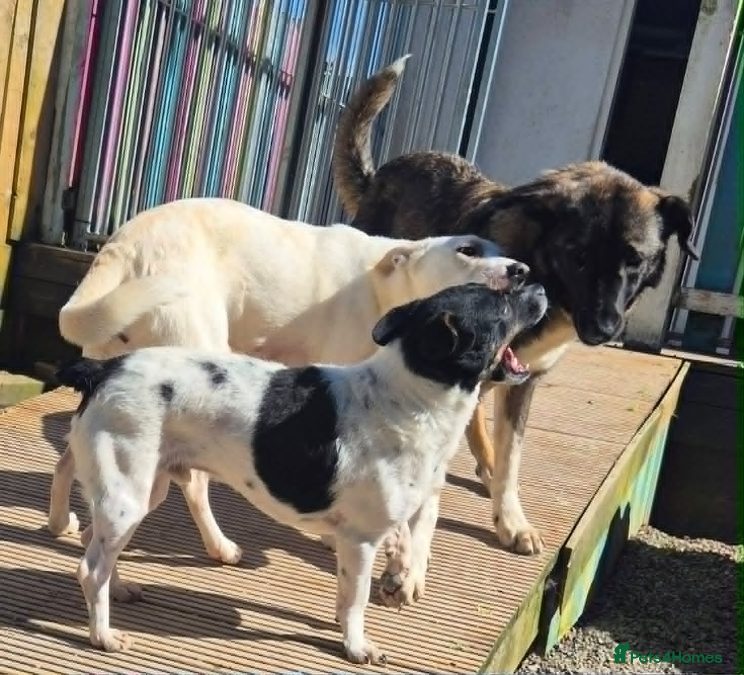 Mixed Breed dogs for adoption: Cody - In Ayr Looking for a home  - Advert 7