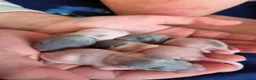 Rat rodents for sale: Stunning litter of Dumbo rats. - Advert 3