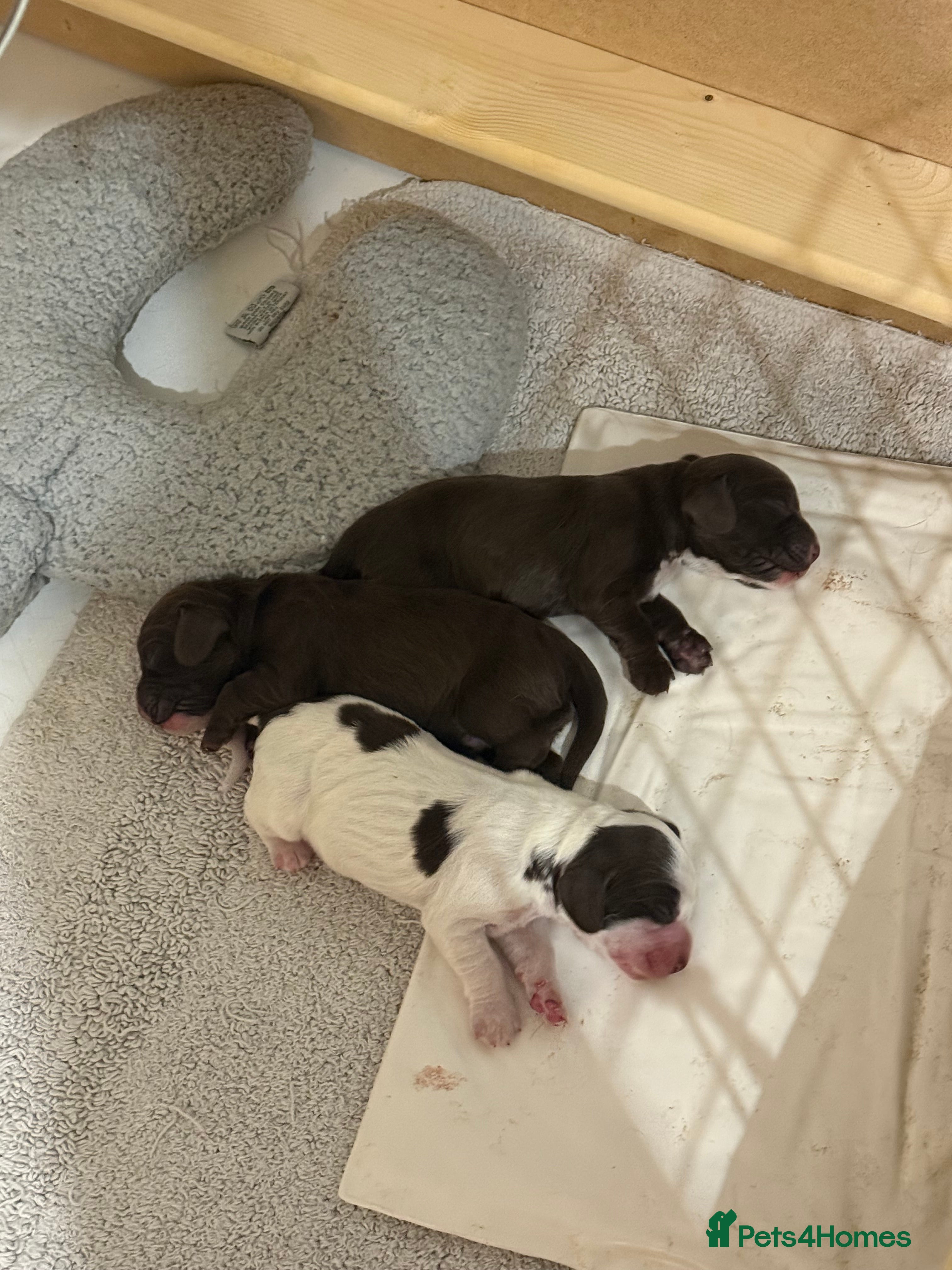 Cocker Spaniel dogs BORN TODAY! Gorgeous Show Cocker Spaniel Puppies  - Advert 2