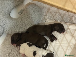 Cocker Spaniel dogs BORN TODAY! Gorgeous Show Cocker Spaniel Puppies - Advert 2