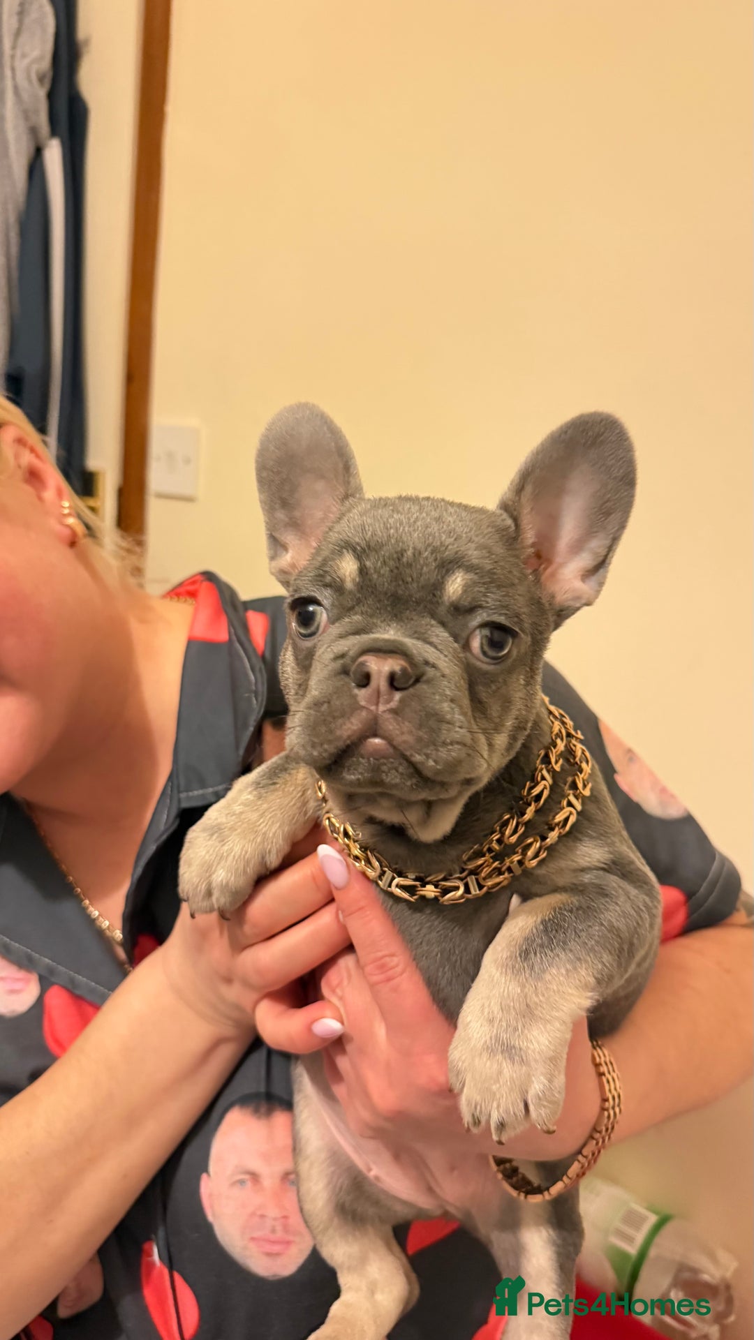 French Bulldog dogs for sale: Lilac tan female puppy 10 weeks old - Advert 6