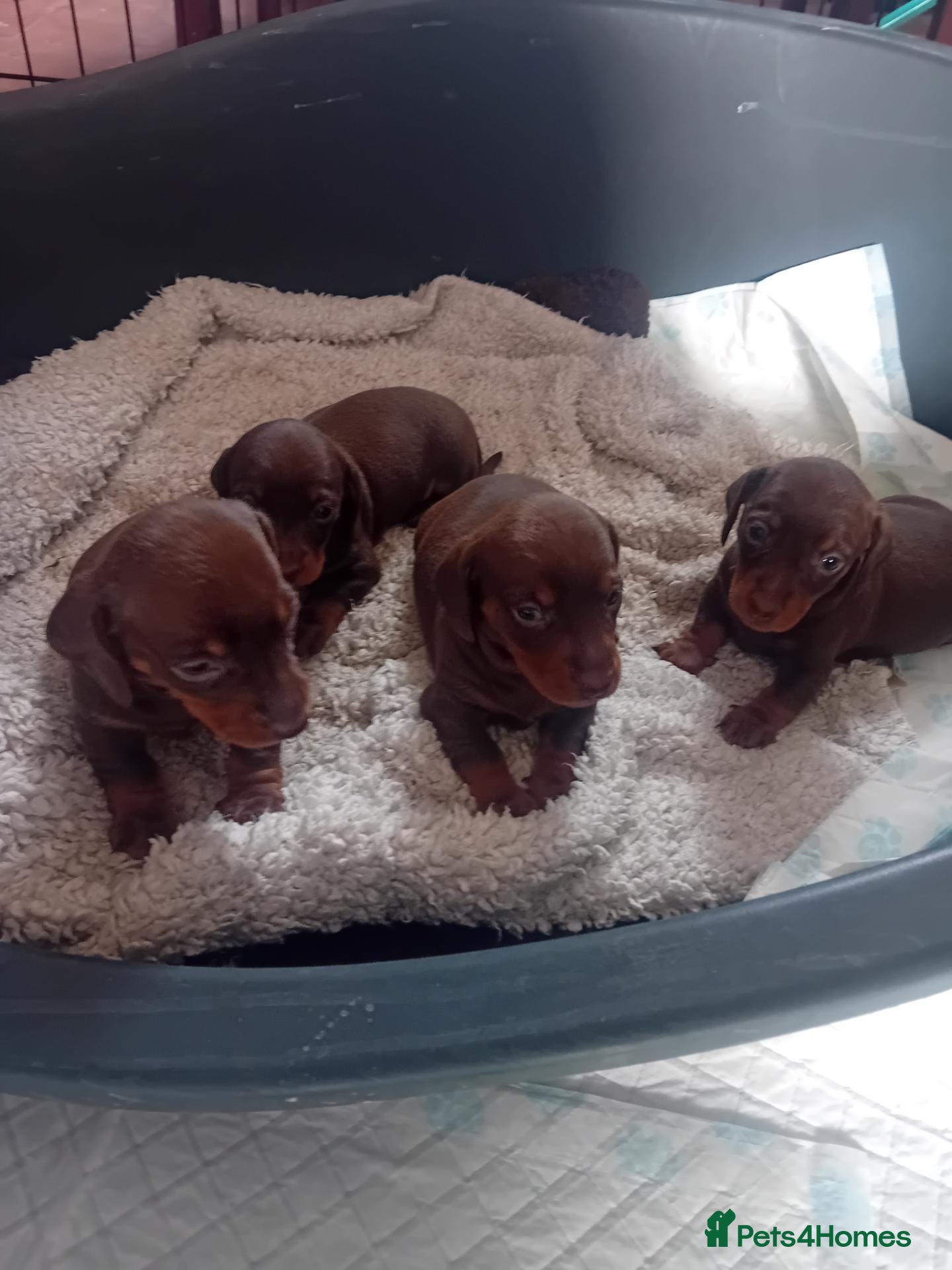 Miniature Dachshund dogs KC Miniature Dachshund Puppies for sale - Advert 7