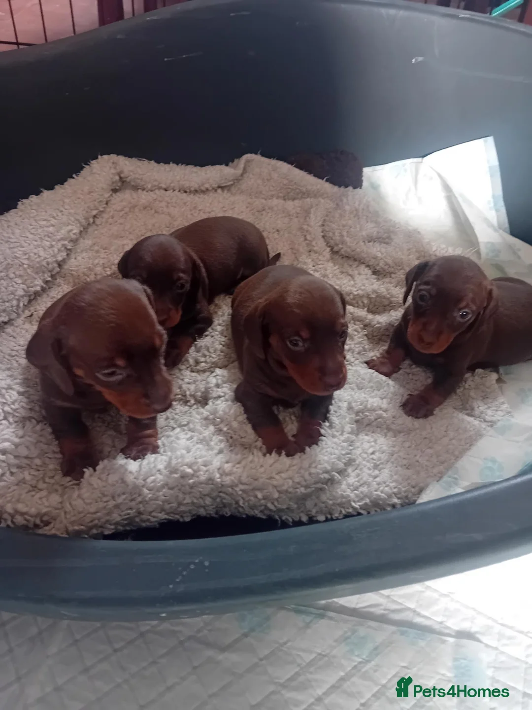 Miniature Dachshund dogs for sale: KC Miniature Dachshund Puppies for sale - Advert 1