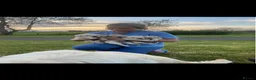 Golden Retriever dogs for sale: Golden retriever puppies  - Advert 10