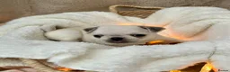 Pug dogs for sale: Six Happy & Healthy KC Pedigree Pugs - Advert 19