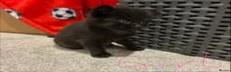 Mixed Breed cats for sale: 6x Part bengal/long haired kittens  - Advert 13