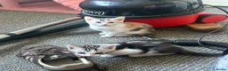 Mixed Breed cats for sale:  1 LEFT Silver marble bengal cross kitten - Advert 2