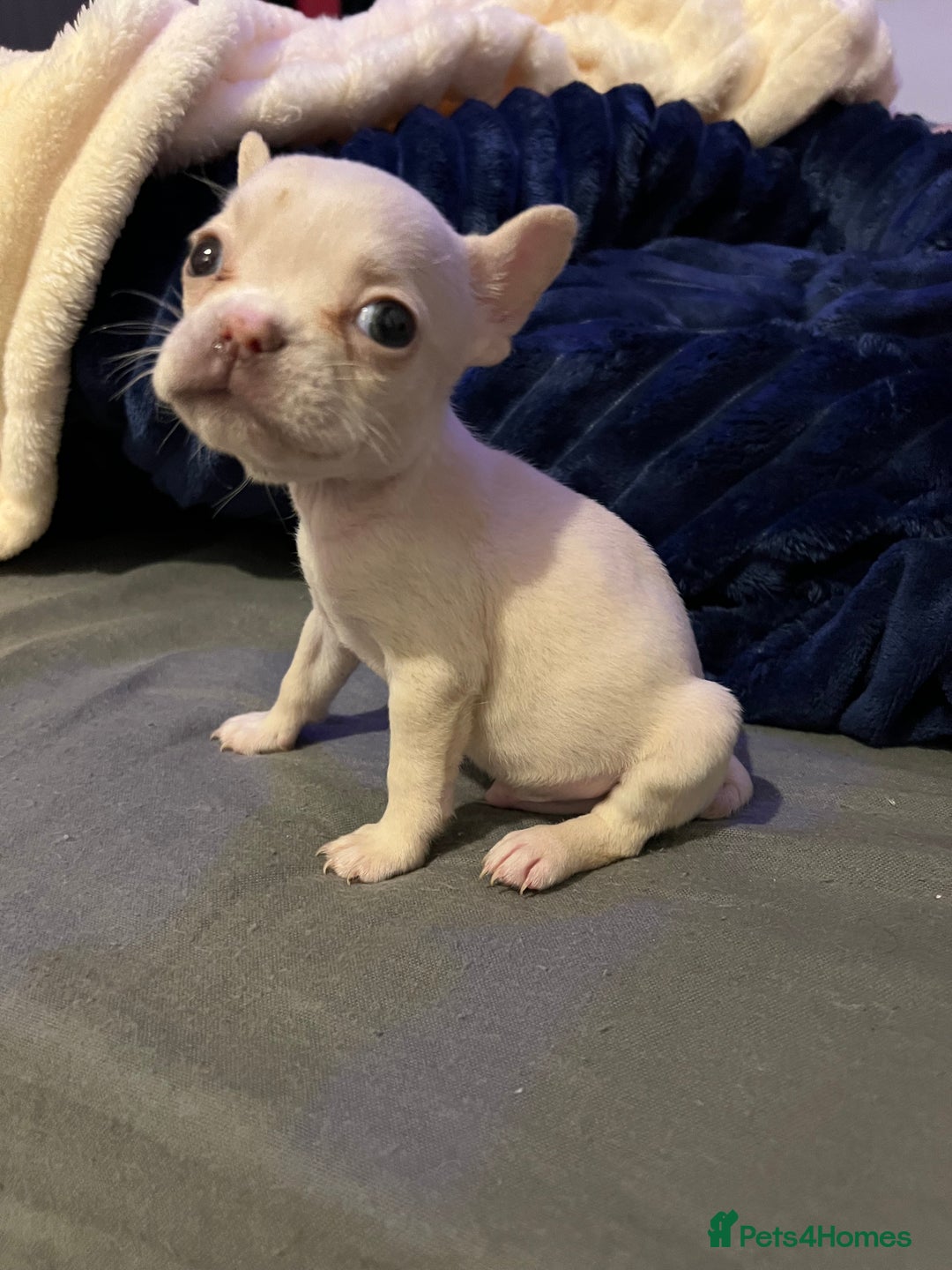 French Bulldog dogs for sale: French bulldog - Advert 12