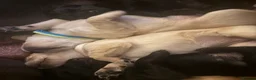 Goldador dogs for sale: 🐾 Beautiful Goldador Puppies 🐾 in Rotherham - Advert 4