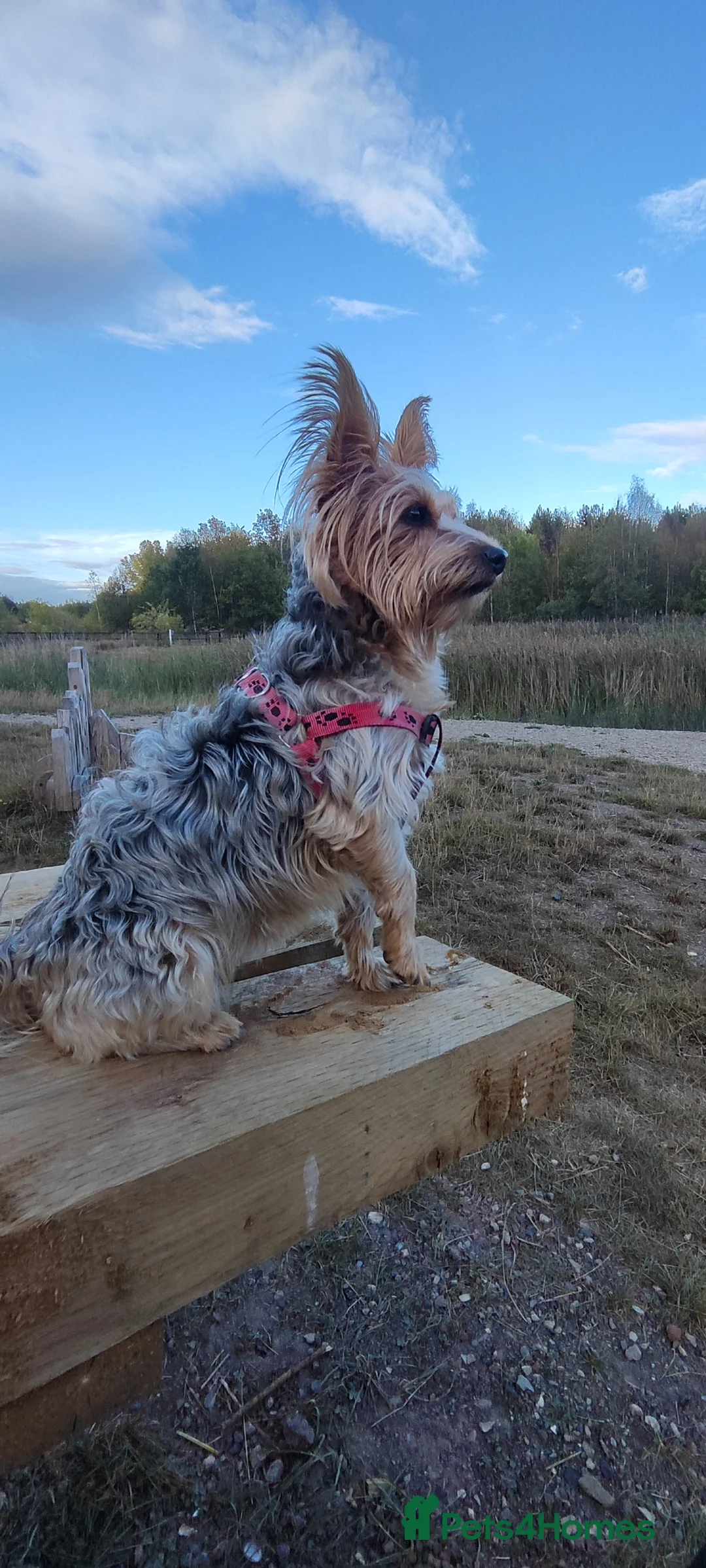 Yorkshire Terrier dogs for sale: 5 Yorkshire Terrier. - Advert 1