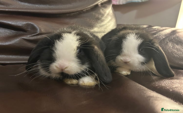 Mini Lop rabbits Lovely baby minilops for sale  - Advert 16