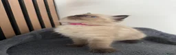 Ragdoll cats for sale: 3 female ragdoll kittens for sale - Advert 7