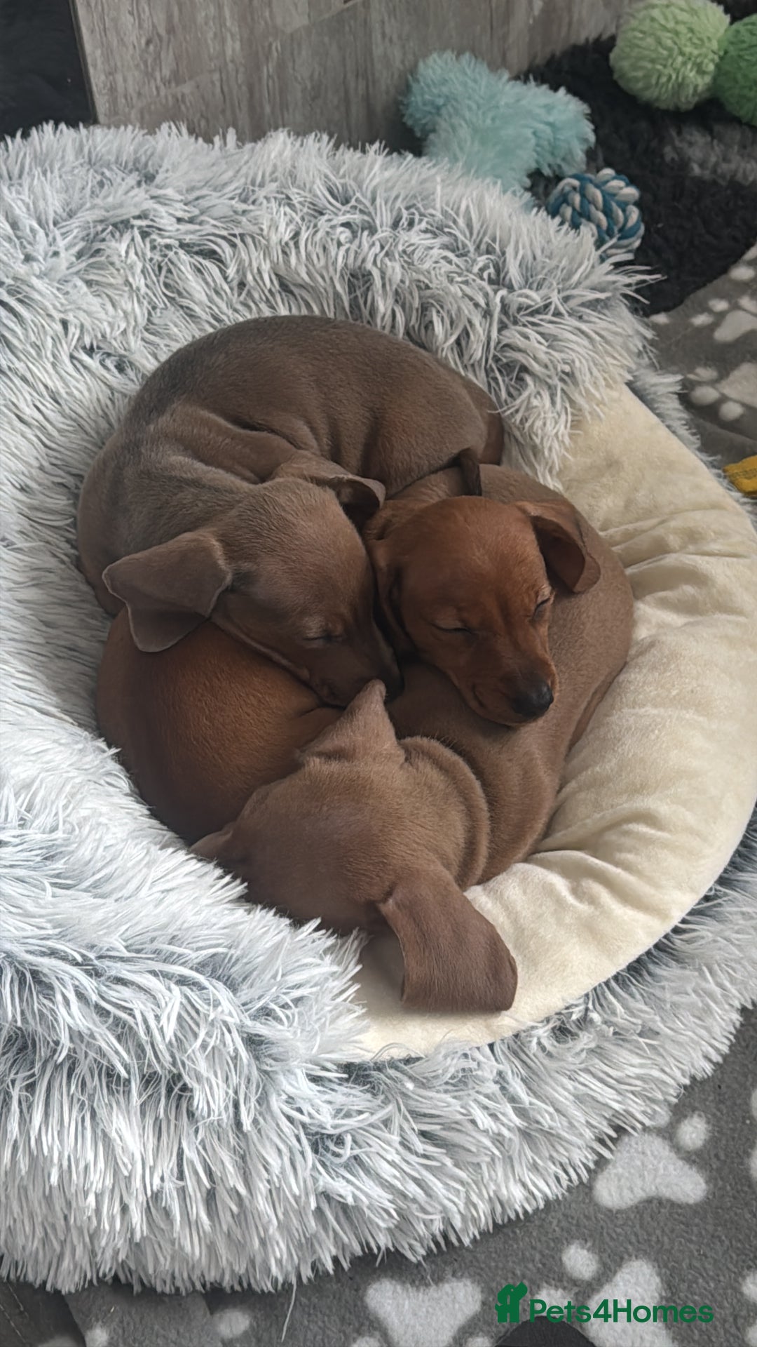 Miniature Dachshund dogs for sale: Beautiful miniature dachshund puppies - Advert 2