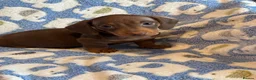 Miniature Dachshund dogs for sale: KC Miniature Dachshund Smooth haired in Castleford - Advert 16
