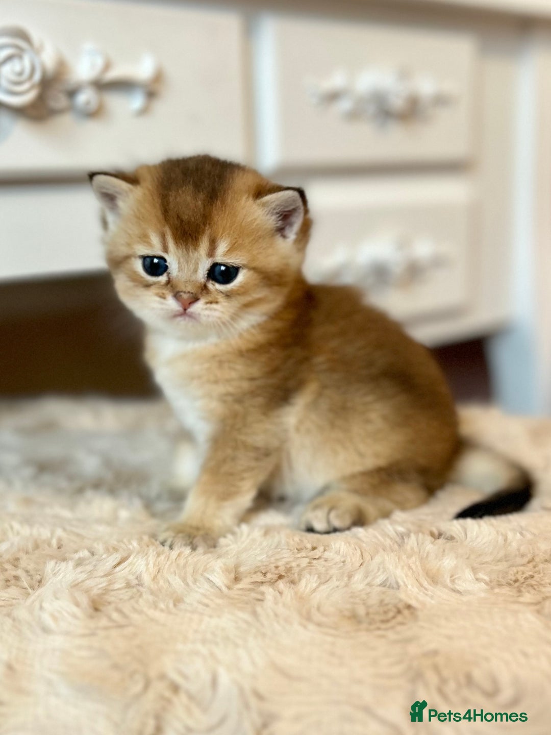 British Shorthair cats for sale: Stunning litter of 6 nuggets! - Advert 5