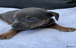 Mixed Breed dogs for sale: ONE LEFT REDUCED French wieners-Frenchie/dashhound - Image 19