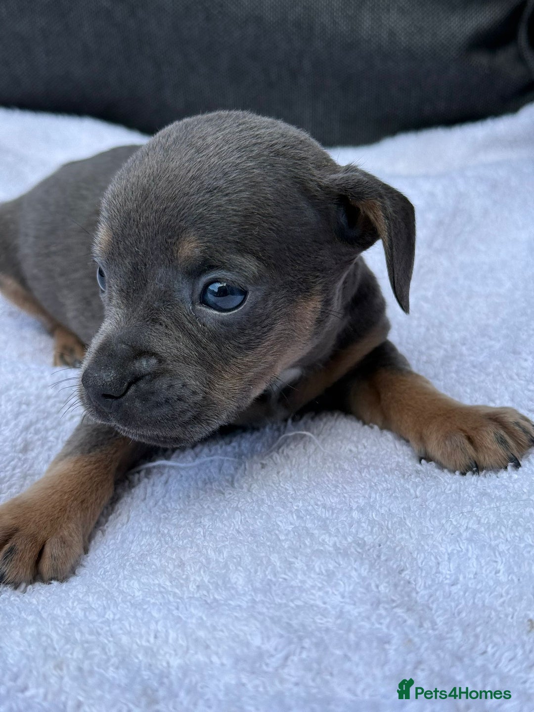 Mixed Breed dogs for sale: ONE LEFT REDUCED French wieners-Frenchie/dashhound - Image 19