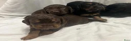 Cocker Spaniel dogs for sale: 🐾 GORGEOUS COCKER SPANIEL PUPPIES 🐾 - Advert 29