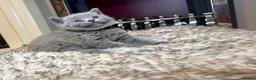 British Shorthair cats for sale: British shorthair kittens  - Advert 26