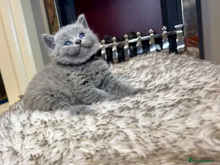 British Shorthair cats British shorthair kittens - Advert 5
