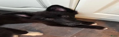 Mixed Breed 2