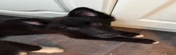 Mixed Breed dogs for sale: Shollie pups (German shepherd & Border collie) in Castleford - Advert 9