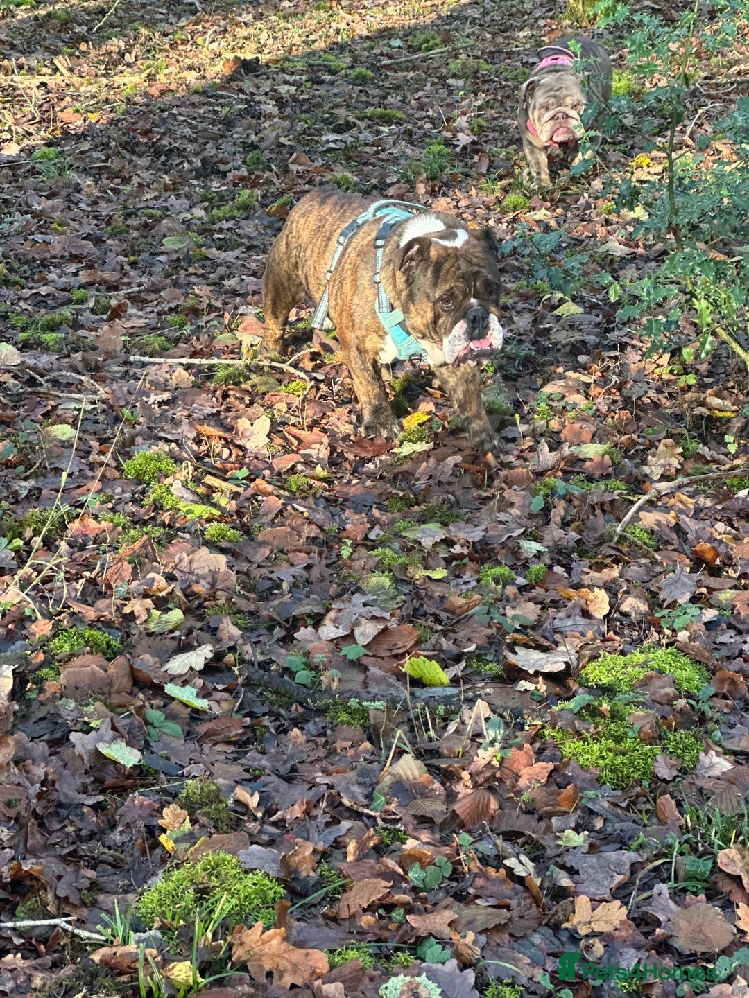 English Bulldog dogs for sale: Gorgeous 2 year old Bulldog  - Advert 2