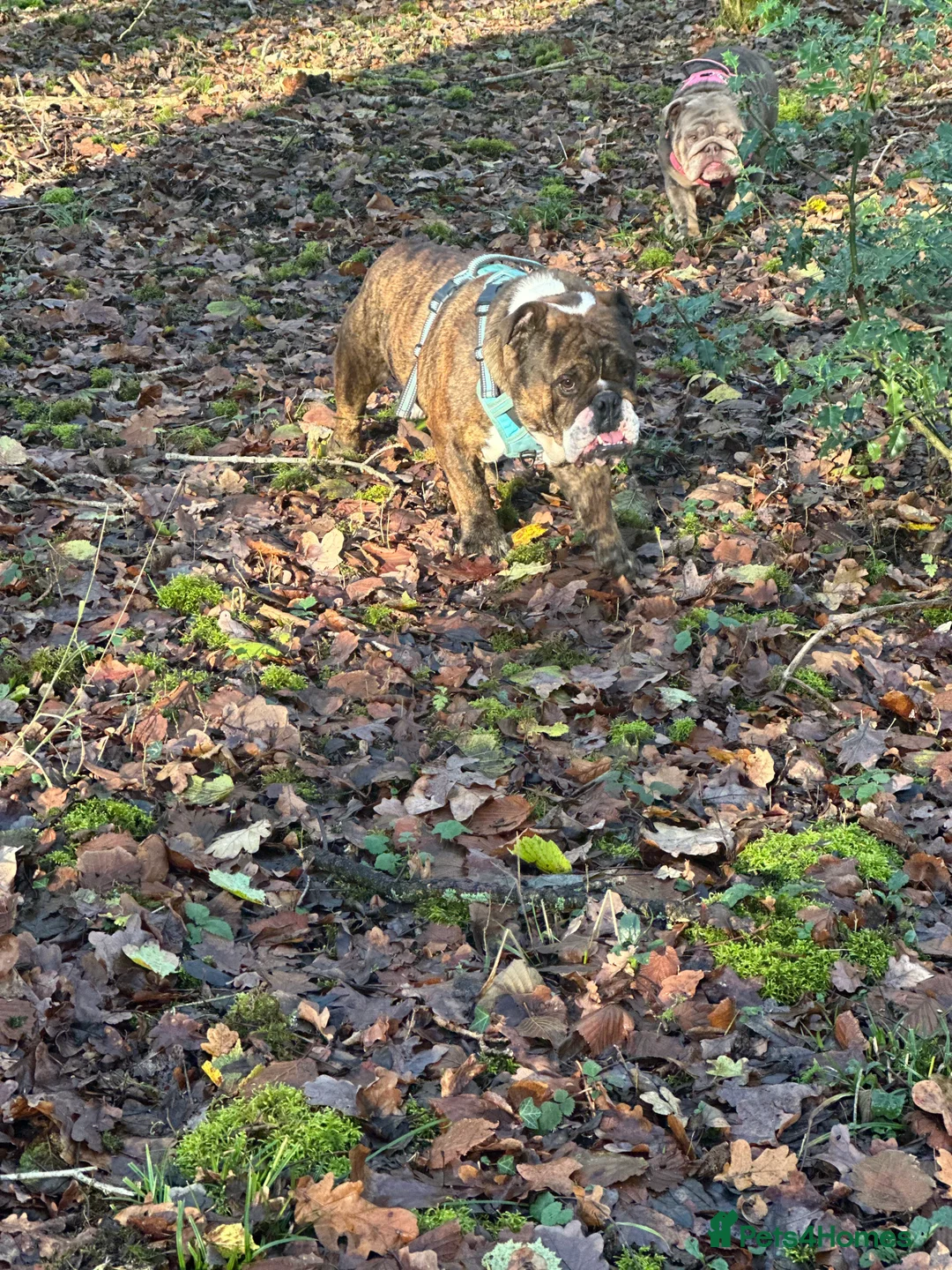 English Bulldog dogs for sale: Gorgeous 3 year old Bulldog  - Advert 2