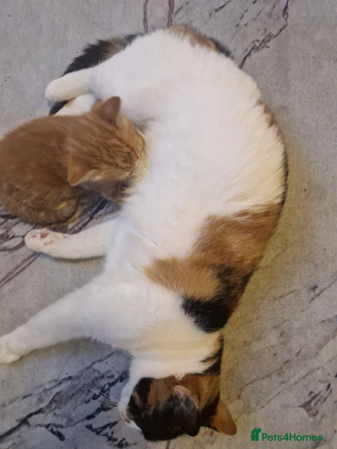 European cats for sale: Female ginger kitten - Advert 4