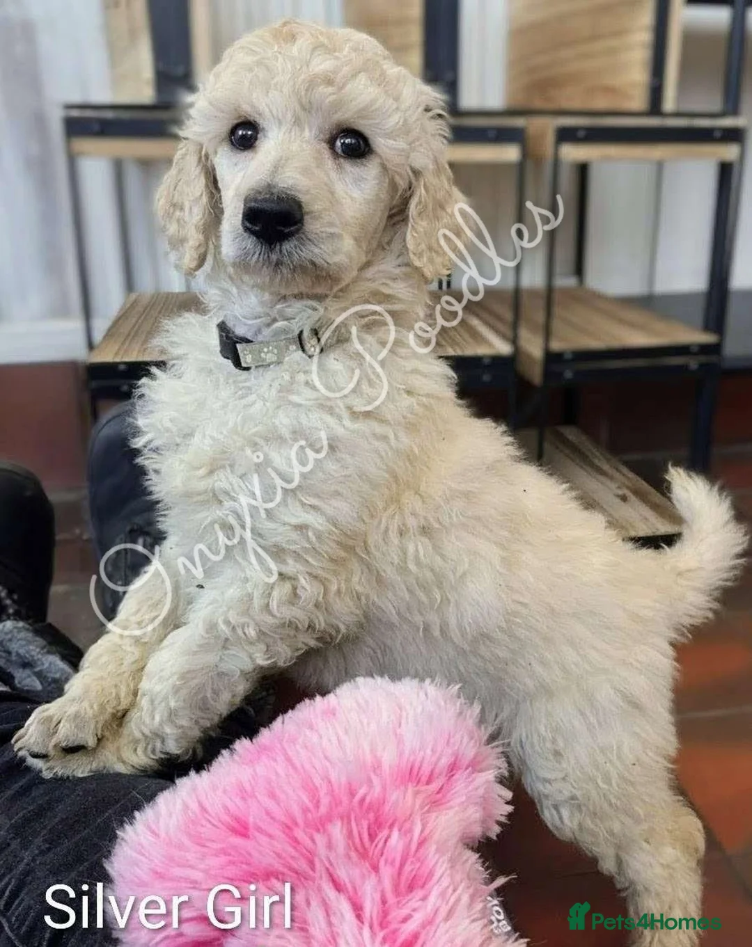 Standard Poodle dogs for sale: Stunning Litter of Standard Poodle Puppies! - Advert 15